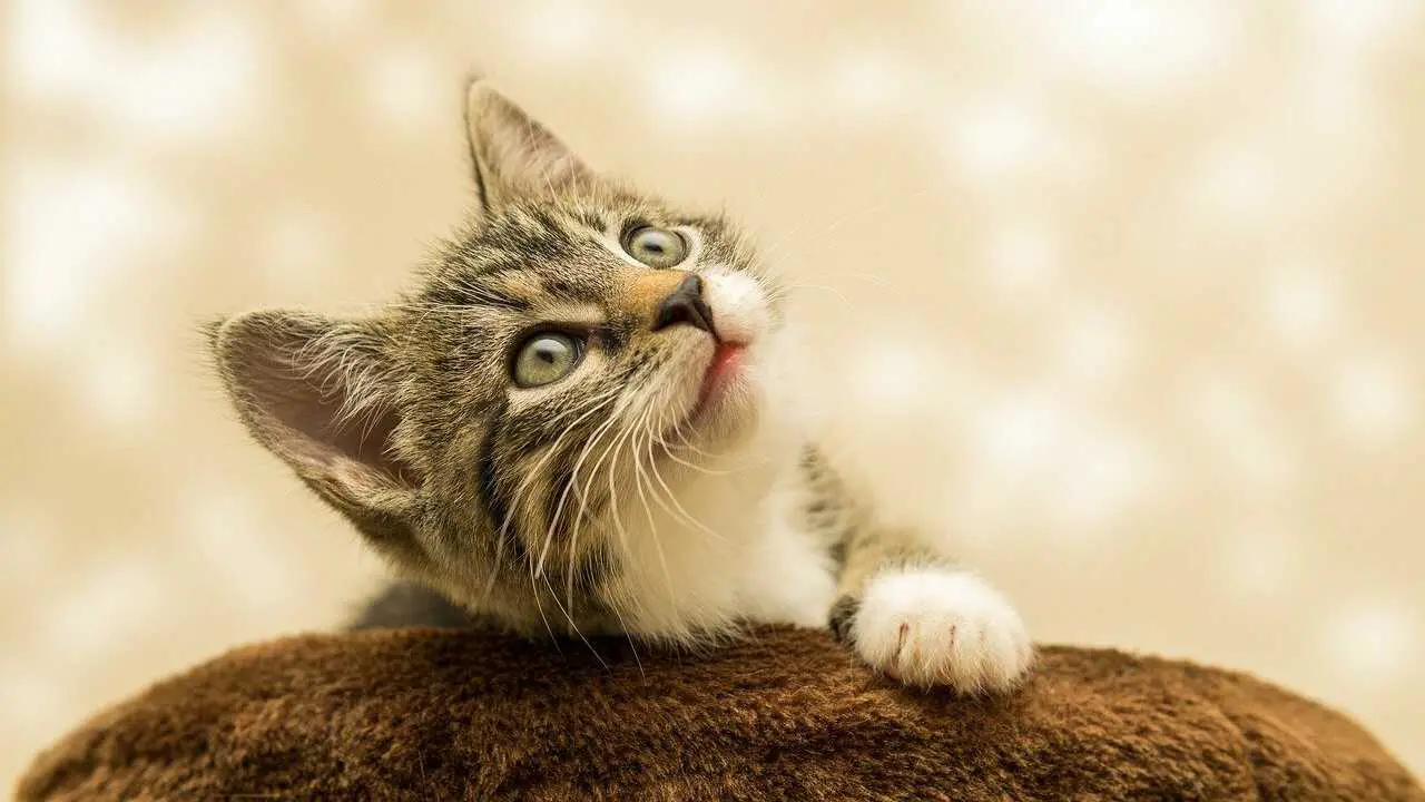 etapas de la vida del gato etapas de la vida del gato