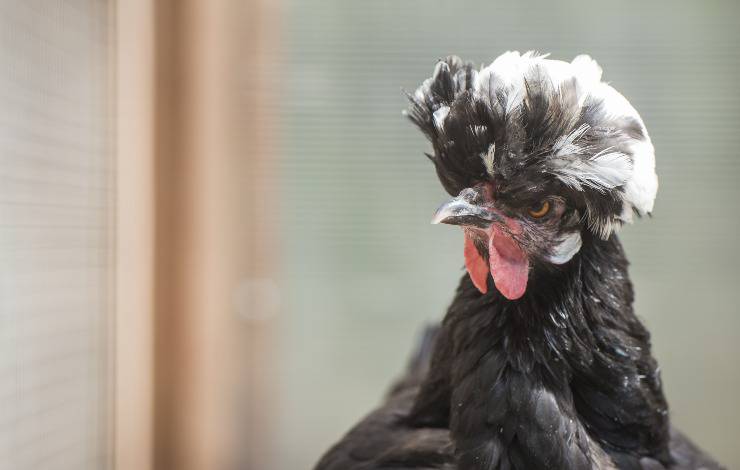 gallina holandesa polaca