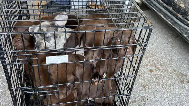 36 perros de la furgoneta de la policía