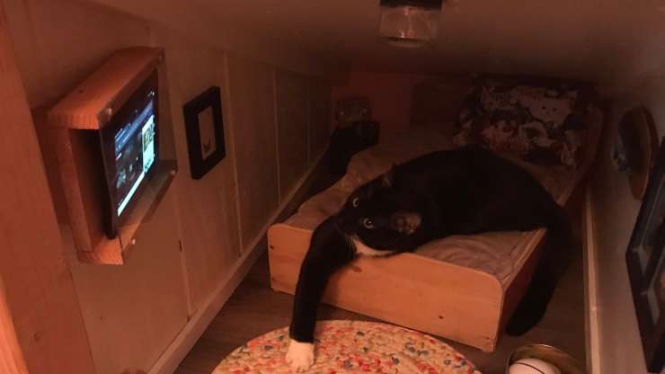 El gato relajante (Foto twitter)