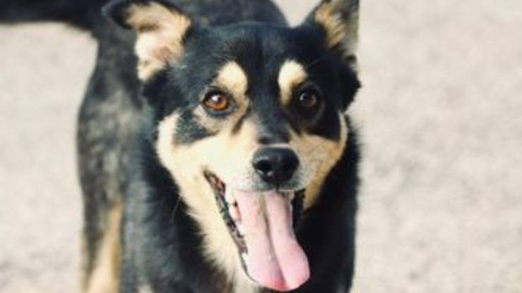 Krill Dog busca hogar