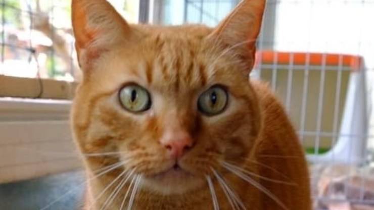 Leo Cat busca casa