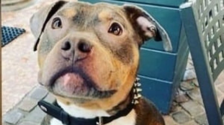 Perro robado de Rocky Thieves