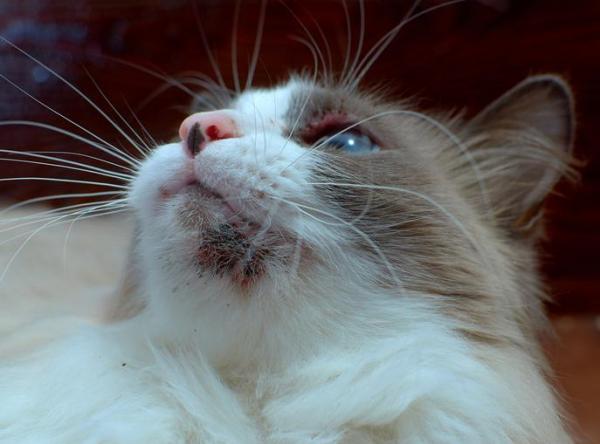 Malassezia en gatos: síntomas y tratamiento