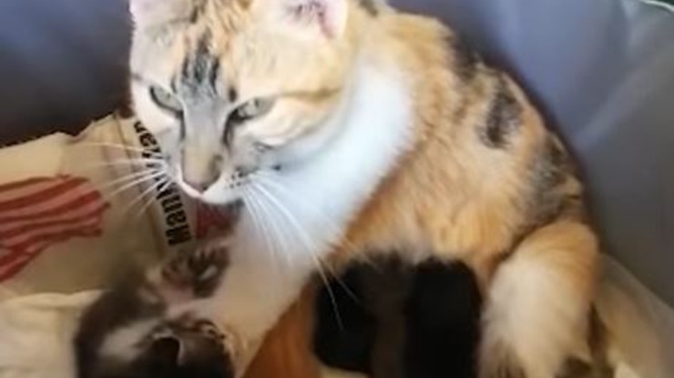 Madre Gata Alita Adopta Cachorros Perro