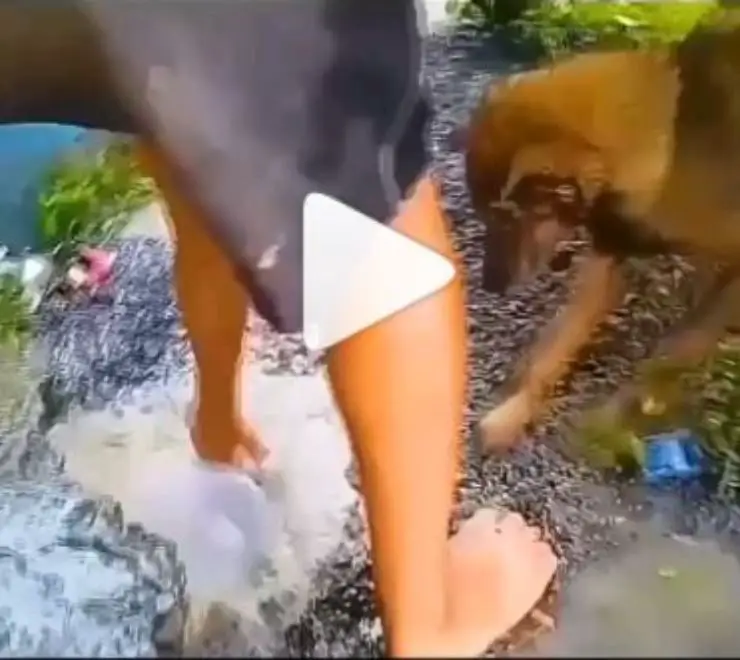 perro mamá salva cachorros guarida