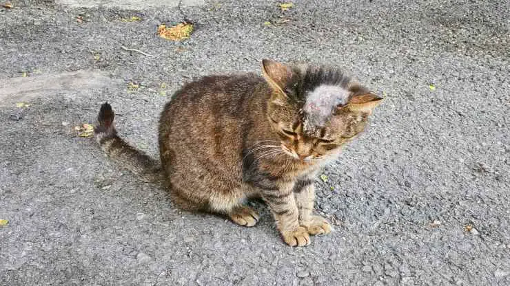 ¿Cómo se transmite la micosis de gato a niño? Micosis felina en niños
