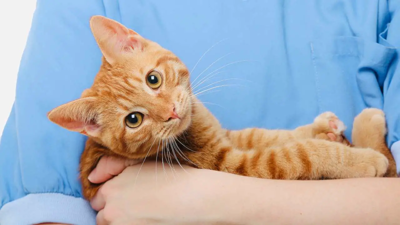 Gato en brazos del veterinario Microchip obligatorio para gatos en Puglia