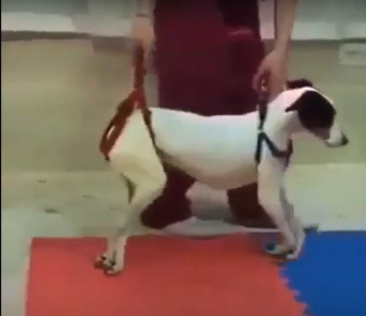 perro paralizado camina de regreso