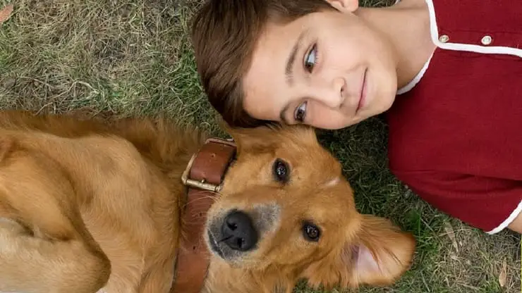 Perros aquí la pata