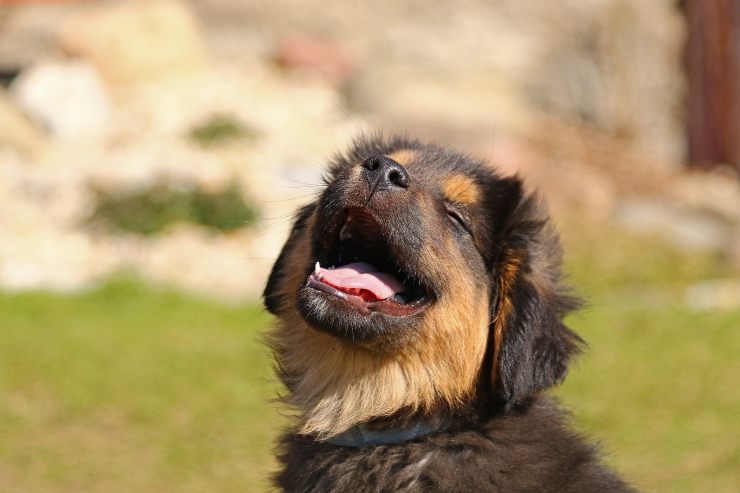 Perros que toleran a los extraños Perros que toleran a los extraños