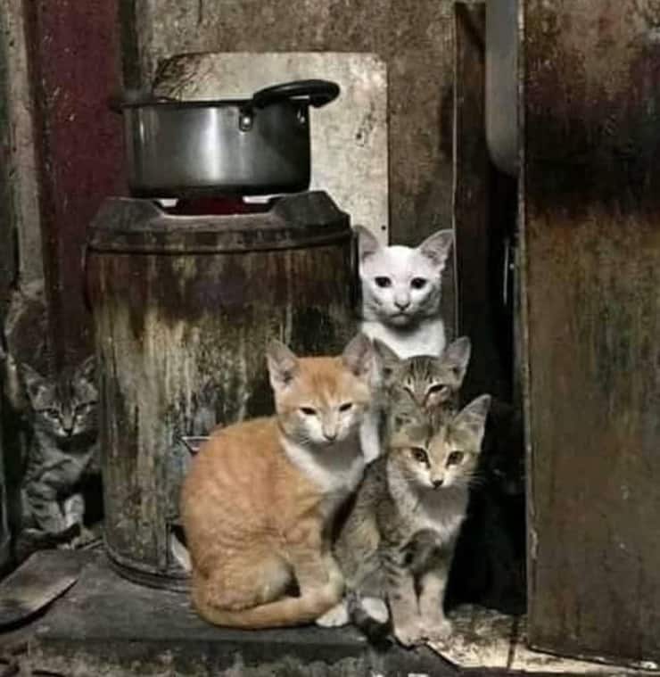La prueba visual de los 6 gatos (Foto facebook)