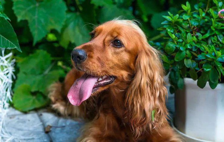cocker