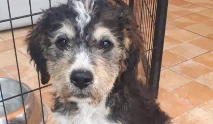 Badou Rio Bum Tres perros hermanos buscando hogar