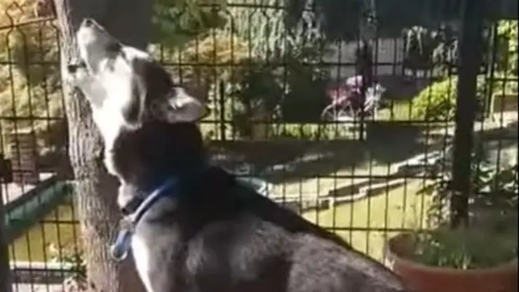 Perro Sean canta nueva familia