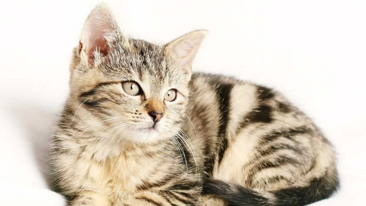gato gatoterapia