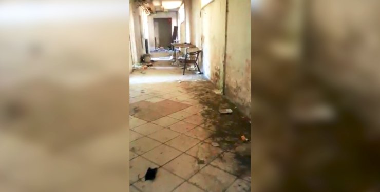 perro llora video de archivo