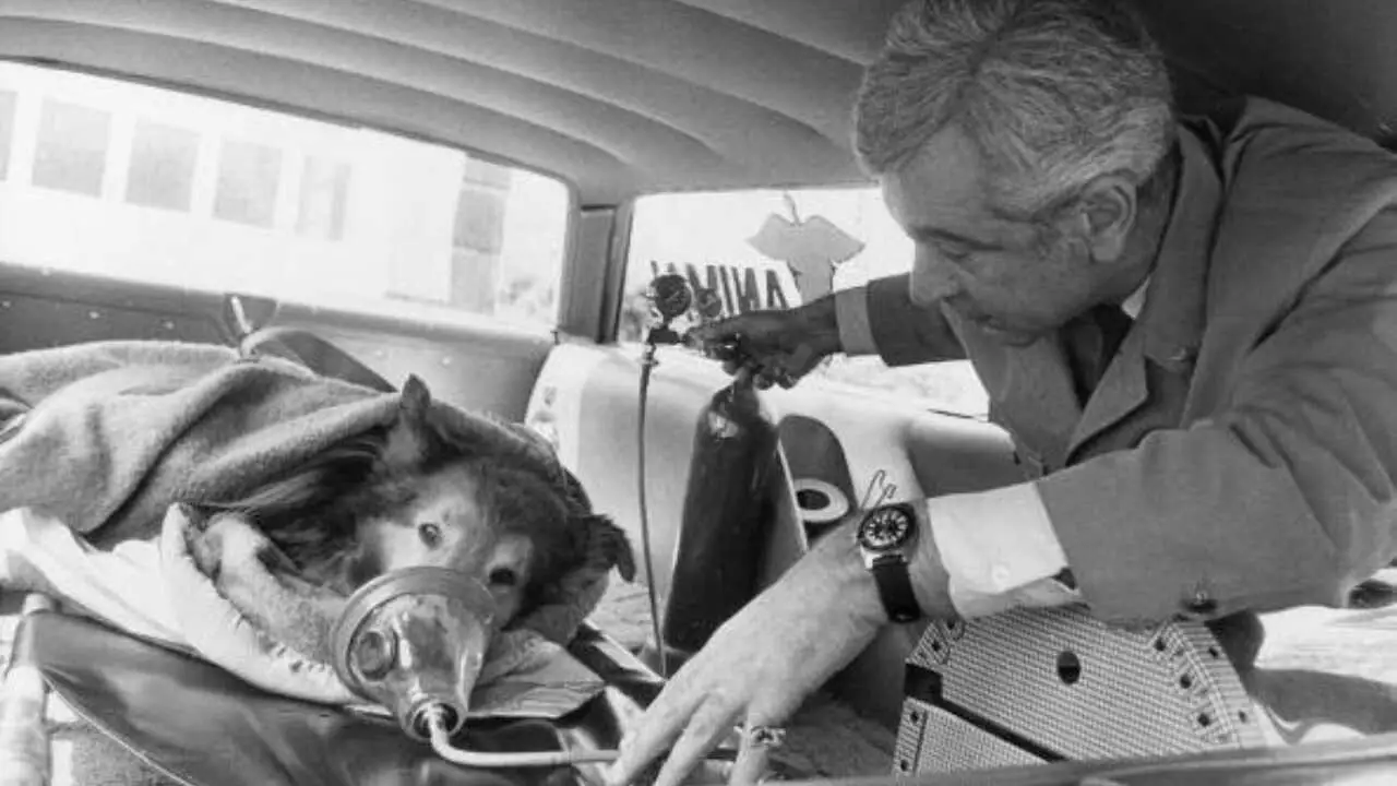 veterinarios de principios del siglo XX