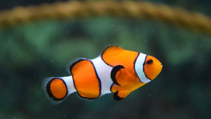 los peces sienten dolor