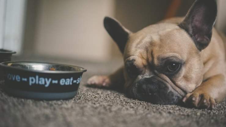 perro puede comer rábano
