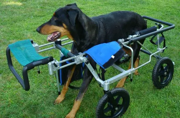 Síndrome de Wobbler en perros: tratamiento del síndrome de Wobbler