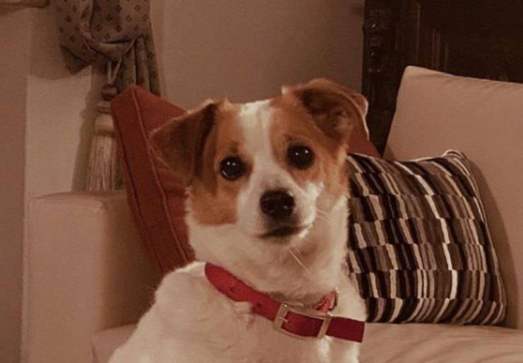 Aspirina, el perro de Cecilia Rodríguez