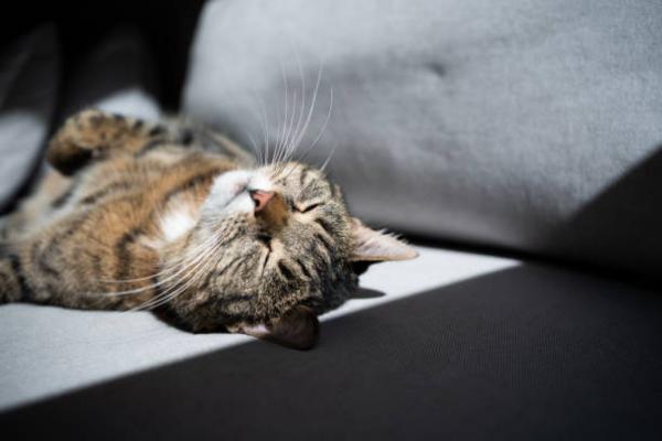 ¿Cómo saber si el gato tiene calor? ¿Los gatos sienten el calor?