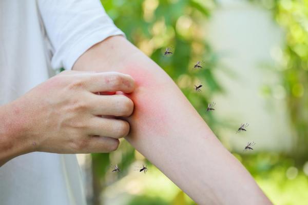 ¿Qué comen los mosquitos? - Alimentación de mosquitos