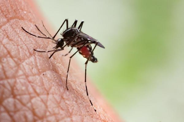 ¿Qué comen los mosquitos? - Mosquitos peligrosos e inofensivos