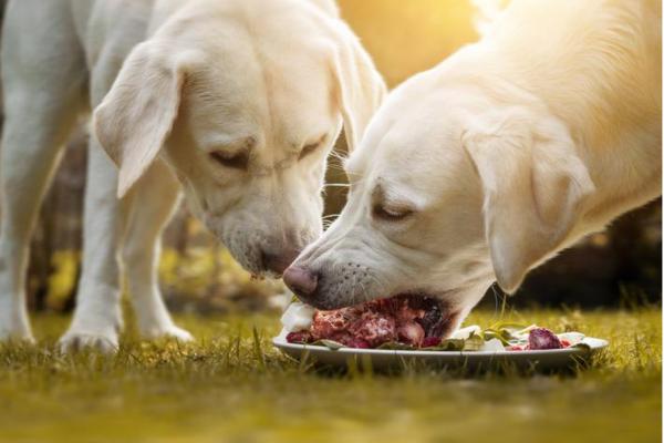 Alimentos proteicos para perros - Dieta proteica para perros