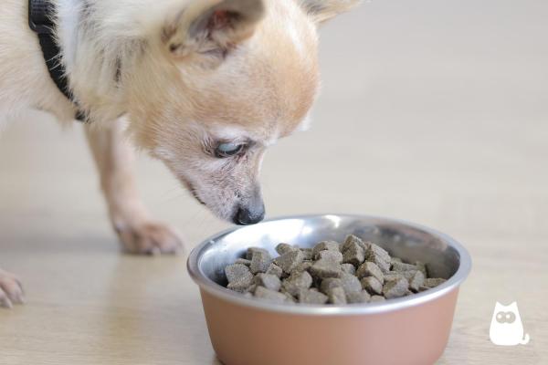 Alimentos con proteínas para perros: efectos del exceso de proteínas en los perros
