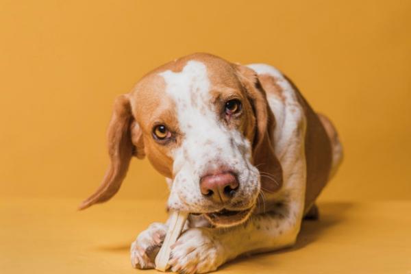 Alimento proteico para perros - Porcentaje de proteína para perros
