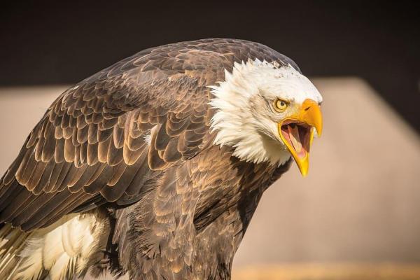 ¿Qué comen las águilas? - Características de las águilas