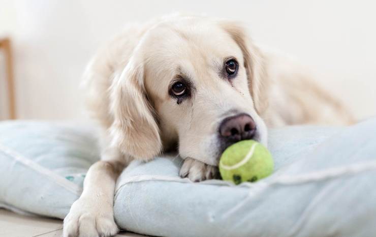 Perro afligido (Foto Pixabay)