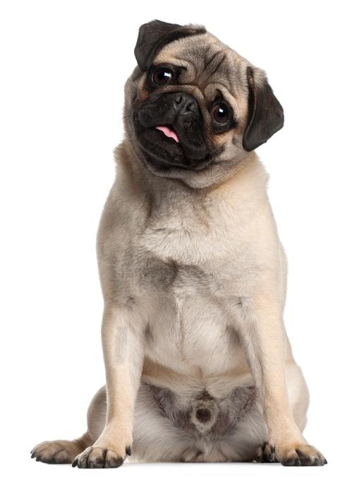 Doguillo