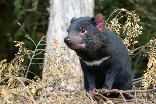 Animales de Oceanía - Demonio de Tasmania