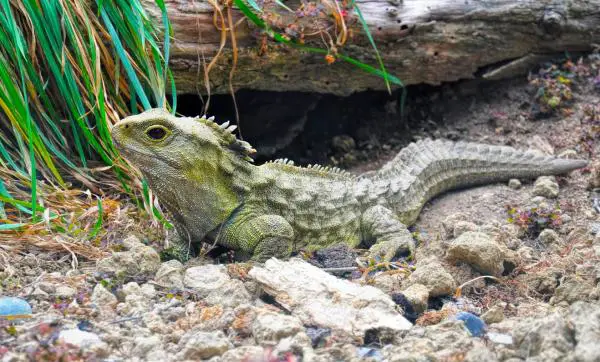 Animales de Oceanía - Tuatara
