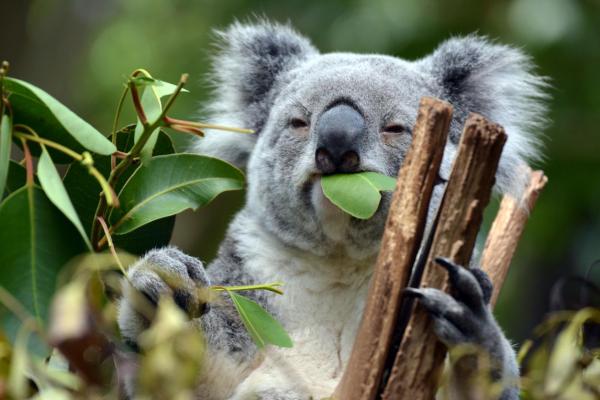 Animales de Oceanía - Koala