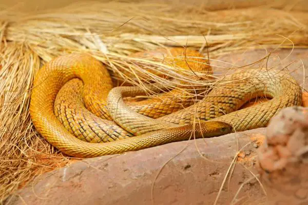 Animales de Oceanía - Inland Taipan