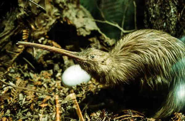 Animales de Oceanía - Kiwi o Aterigi