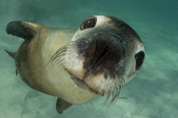 Animales de Oceanía: el león marino australiano