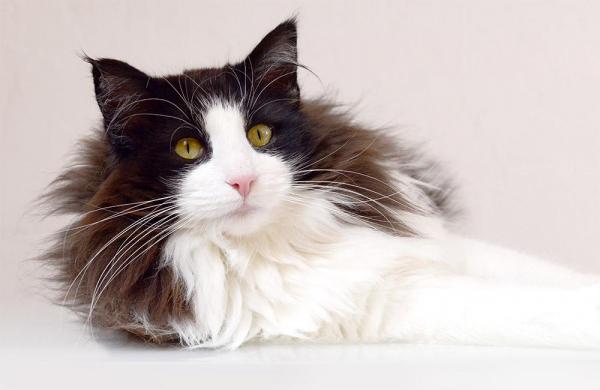 Gato blanco y negro: características y curiosidades - Norwegian Forest Cat