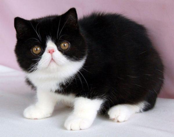 Gato blanco y negro: características y curiosidades - pelo corto exótico 