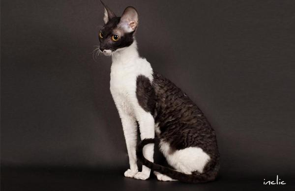 Gato blanco y negro: características y curiosidades - Cornish Rex