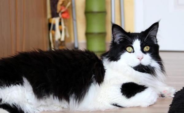 Gato blanco y negro: características y curiosidades - Maine Coon