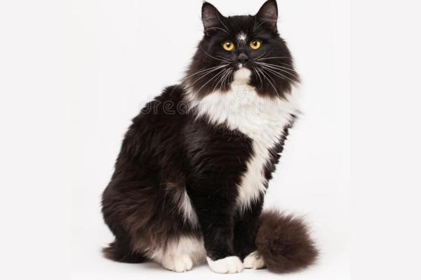Gato blanco y negro: características y curiosidades - siberiano