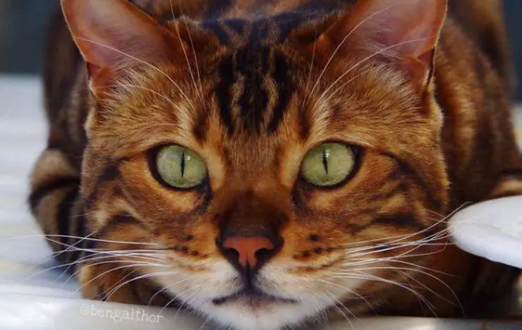 Gato de Bengala Facebook