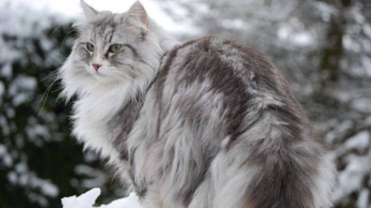 Gato del bosque noruego