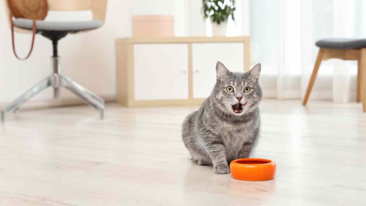¿Puede el gato comer ostras?