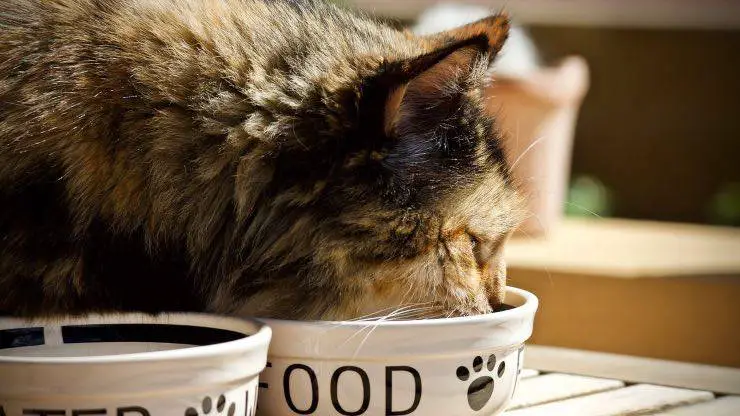 Gato porchetta